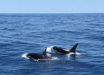 Orcas Cavalier & Blue Marlin Sportfischen Gran Canaria