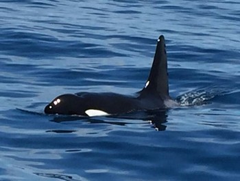 Orca Cavalier & Blue Marlin Pesca sportiva Gran Canaria