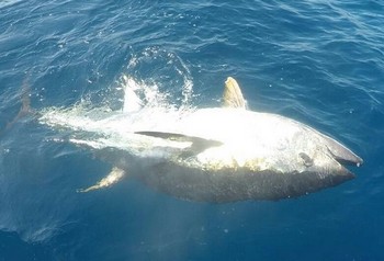 Blåfenad tonfisk Cavalier & Blue Marlin Sport Fishing Gran Canaria