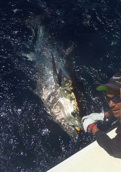Bluefin Tuna 500 lbs Cavalier & Blue Marlin Sport Fishing Gran Canaria
