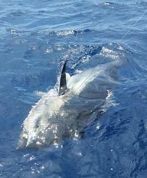 Bluefin Tuna Cavalier & Blue Marlin Pesca sportiva Gran Canaria