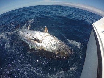 240 kg blåfenad tonfisk Cavalier & Blue Marlin Sport Fishing Gran Canaria
