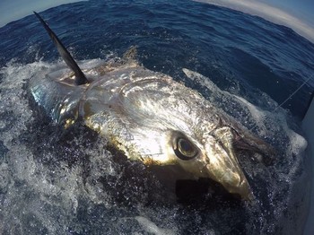 240 kg blåfenad tonfisk Cavalier & Blue Marlin Sport Fishing Gran Canaria
