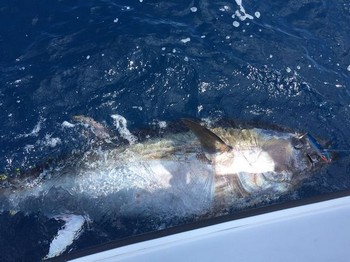 280 kg Bluefin - 280 kilo Bluefin, captured and released by Glen Beatty from Ireland Cavalier & Blue Marlin Sport Fishing Gran Canaria
