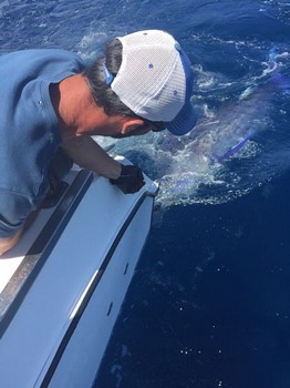 250 kg Blue Marlin lanzado por Rob Ronney desde el Reino Unido Pesca Deportiva Cavalier & Blue Marlin Gran Canaria