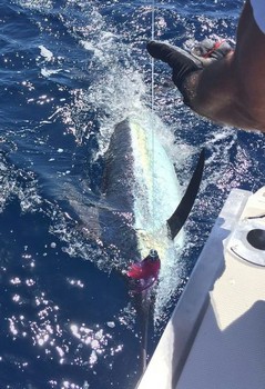 240 libras de aguja azul Pesca Deportiva Cavalier & Blue Marlin Gran Canaria