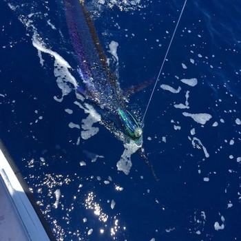 Spearfish liberado por Kaarlo Salkunen de Finlandia Pesca Deportiva Cavalier & Blue Marlin Gran Canaria