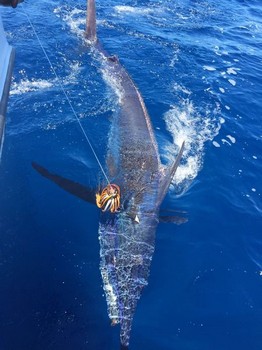Blue Marlin - 600 kg Blue Marlin Cavalier & Blue Marlin Sport Fishing Gran Canaria