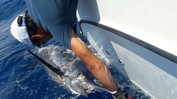 Blue Marlin 500 lbs Cavalier & Blue Marlin Sport Fishing Gran Canaria