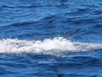 Woooooow - Jumping Blue Marlin Cavalier & Blue Marlin Sport Fishing Gran Canaria