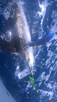 Weißer Marlin Cavalier & Blue Marlin Sportfischen Gran Canaria