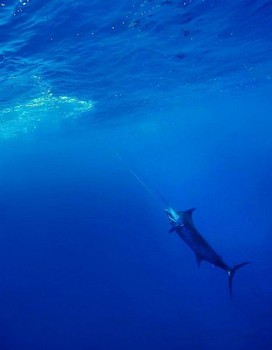 Marlin azul Pesca Deportiva Cavalier & Blue Marlin Gran Canaria