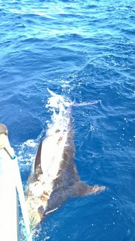 Blue Marlin Cavalier & Blue Marlin Pesca sportiva Gran Canaria