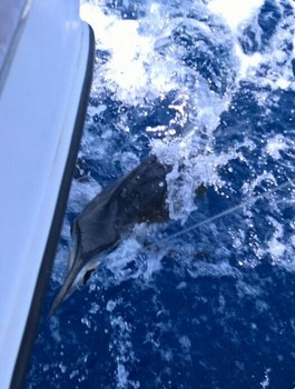 Weißer Marlin Cavalier & Blue Marlin Sportfischen Gran Canaria