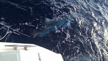 Blauer Marlin hinter dem Deck des Kavaliers Cavalier & Blue Marlin Sportfischen Gran Canaria