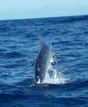 Jumping Blue Marlin Cavalier & Blue Marlin Sport Fishing Gran Canaria