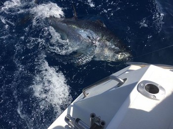 Blåfenad tonfisk Cavalier & Blue Marlin Sport Fishing Gran Canaria