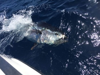 Blauflossenthunfisch Cavalier & Blue Marlin Sport Fishing Gran Canaria