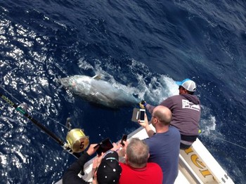 Atún rojo Cavalier & Blue Marlin Sport Fishing Gran Canaria