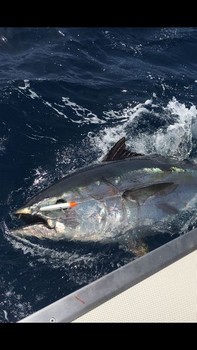 Bluefin Tuna Cavalier & Blue Marlin Sport Fishing Gran Canaria