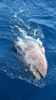 Stor fångst Cavalier & Blue Marlin Sport Fishing Gran Canaria