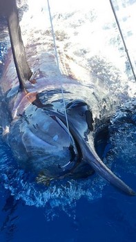 Blue Marlin 330 lbs Cavalier & Blue Marlin Sport Fishing Gran Canaria
