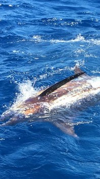 Marlín azul 330 libras Cavalier & Blue Marlin Sport Fishing Gran Canaria