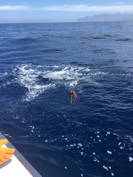 160 kg / 350 lbs Blue Marlin Cavalier & Blue Marlin Sport Fishing Gran Canaria