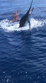 160 kg / 350 libras de aguja azul Pesca Deportiva Cavalier & Blue Marlin Gran Canaria