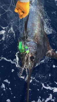 300 lb Blue Marlin Cavalier & Blue Marlin Sportfischen Gran Canaria