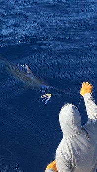 660 lb Blue Marlin - Blue Marlin 660 lbs Cavalier & Blue Marlin Sportfischen Gran Canaria