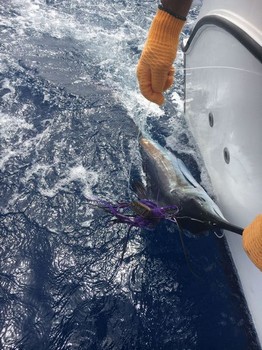 White Marlin released by Klaas Westerhof Cavalier & Blue Marlin Sport Fishing Gran Canaria