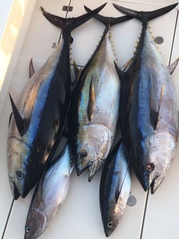 Great Catch - Good Catch Cavalier & Blue Marlin Sport Fishing Gran Canaria