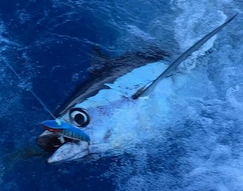 Albacore tuna - Albacore Tuna caught & released by Cees Pipping from Holland Cavalier & Blue Marlin Sport Fishing Gran Canaria
