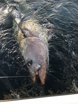 275 kg de atún rojo Cavalier & Blue Marlin Sport Fishing Gran Canaria