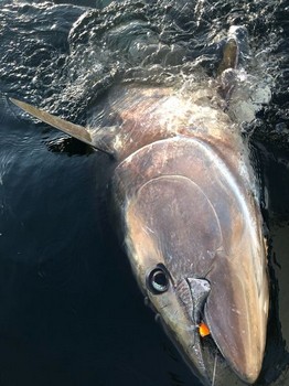 275 kg de atún rojo Cavalier & Blue Marlin Sport Fishing Gran Canaria