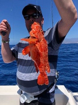 Scorpion fish - Scorpin Fish Cavalier & Blue Marlin Sport Fishing Gran Canaria