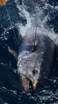 280 kg blåfenad tonfisk Cavalier & Blue Marlin Sport Fishing Gran Canaria