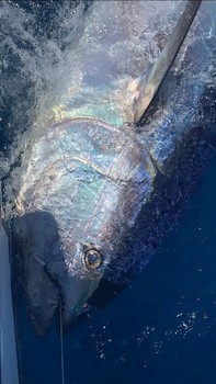 350 kg blåfenad tonfisk Cavalier & Blue Marlin Sport Fishing Gran Canaria