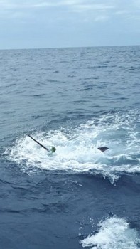 280 kg Blue Marlin - 1er Blue Marlin 2018 lanzado Pesca Deportiva Cavalier & Blue Marlin Gran Canaria