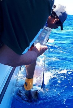 Blue Marlin - Bra gjort 440 pund Cavalier & Blue Marlin Sport Fishing Gran Canaria