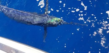 Schöner Fang Cavalier & Blue Marlin Sportfischen Gran Canaria