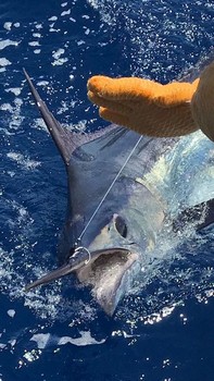 300 libras de aguja azul Pesca Deportiva Cavalier & Blue Marlin Gran Canaria