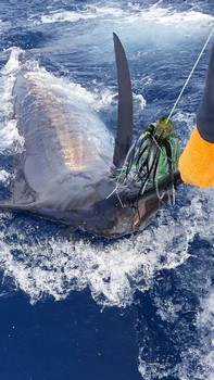 400 libras de aguja azul Cavalier & Blue Marlin Sport Fishing Gran Canaria