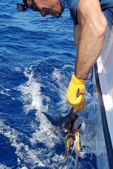Släpp mig - Blue Marlin fångad av Klaas Westerhof Cavalier & Blue Marlin Sport Fishing Gran Canaria