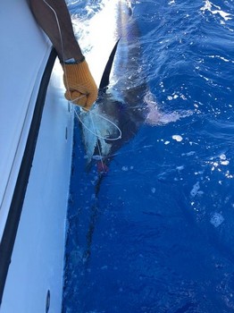 Marlin azul Cavalier & Blue Marlin Sport Fishing Gran Canaria