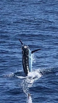 Marlin azul Cavalier & Blue Marlin Sport Fishing Gran Canaria