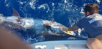 Lasse mich los Cavalier & Blue Marlin Sport Fishing Gran Canaria