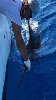 700 libras de aguja azul Pesca Deportiva Cavalier & Blue Marlin Gran Canaria