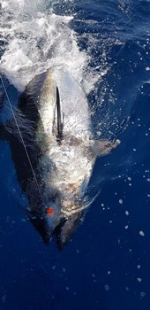 Blåfenad tonfisk 340 kg Cavalier & Blue Marlin Sport Fishing Gran Canaria